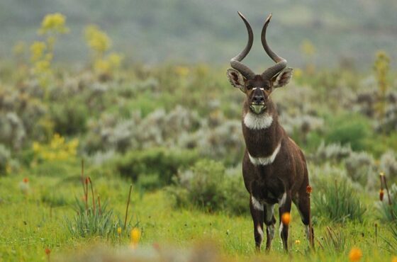 4 Days Bale Mountains Adventure