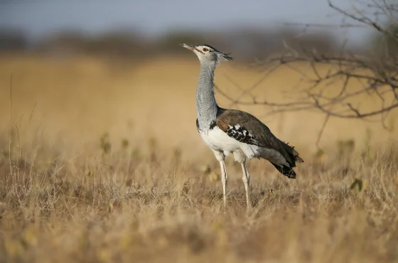 11-Day Ethiopia Birdwatching Adventure & Photograph Tour