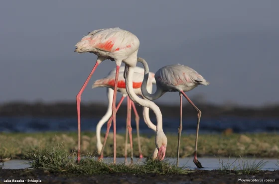 4-Day Birdwatching & Photograph Tour in Rift Valley