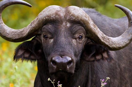 3 Days Chebera Churchura Safari Adventure