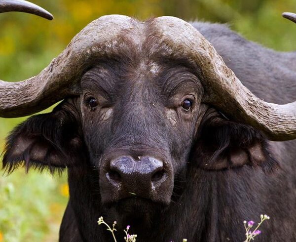 3 Days Chebera Churchura Safari Adventure