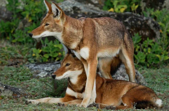 4-Days Bale Mountains Trekking and WildLife Tour