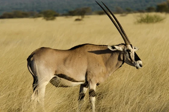 3-Day Wild Wonders and Nature, Awash National Park Tour