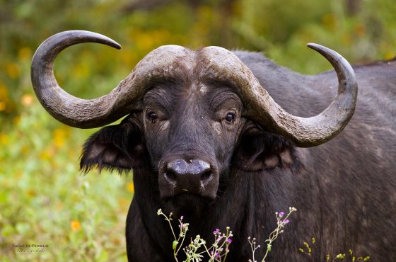 3 Days Chebera Churchura National park tour